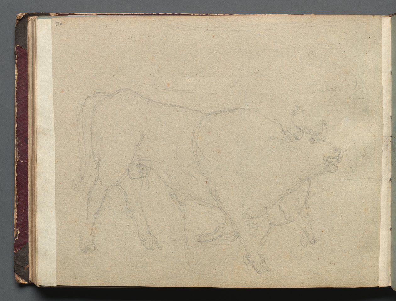 Album z Widokami Rzymu i okolic, Studia krajobrazowe, s. 51b: Studium byka autorstwa Franz Johann Heinrich Nadorp