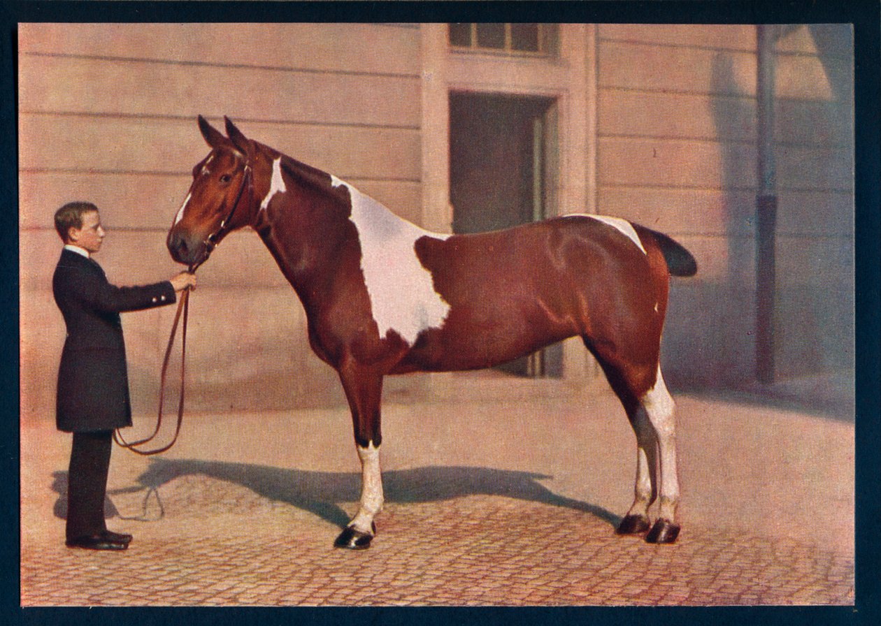 Zdjęcie konia wykonane obiektywem Zeiss Tessar, c1908 autorstwa Franz Kuhn
