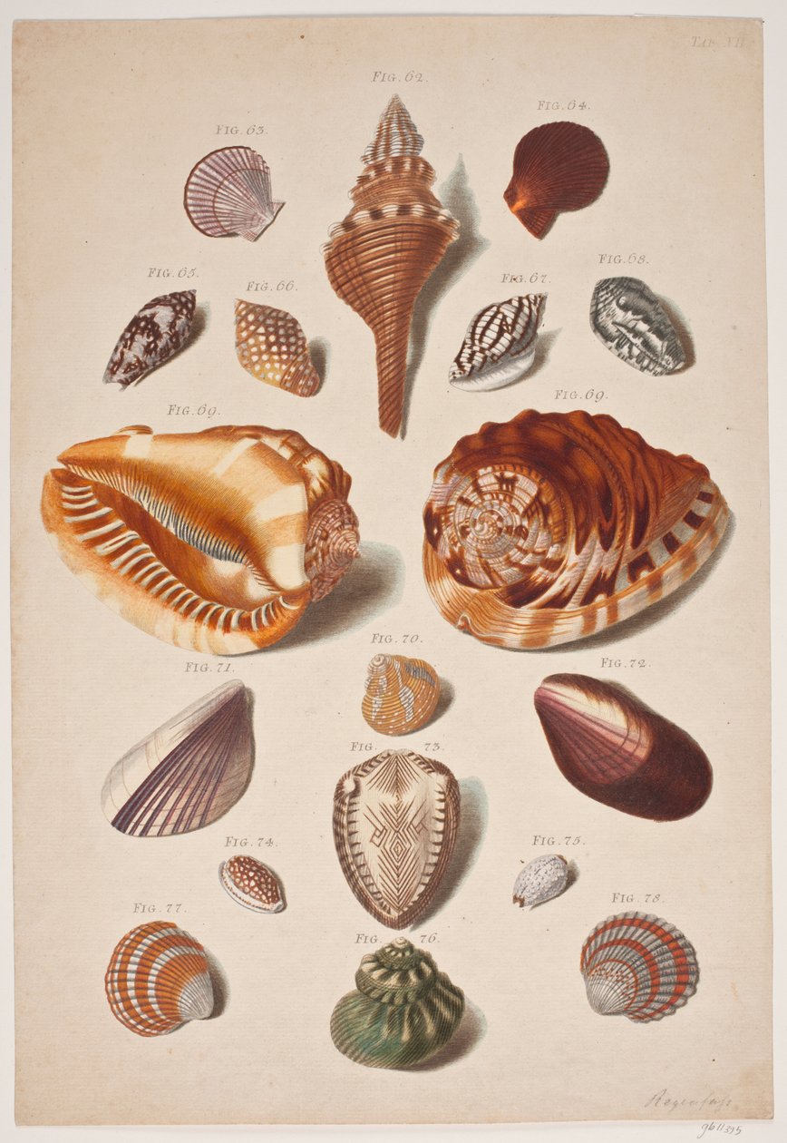 Ilustracja planche z muszlami autorstwa Franz Michael Regenfus