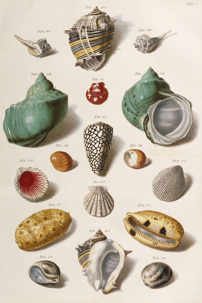 Różne muszle, 1758 autorstwa Franz Michael Regenfus