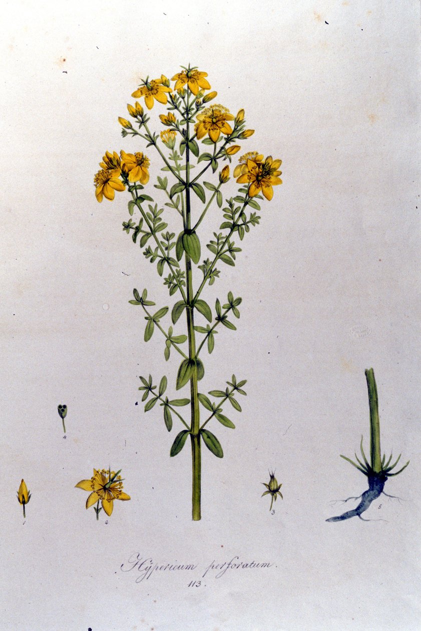 Dziurawiec lub ziele dziurawca. F. De Paola De Schrank „Flora Monacensis” Monachium 1816 autorstwa Franz Schrank