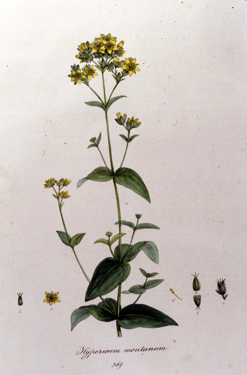 Dziurawiec górski lub dziurawiec zwyczajny (dziurawiec zwyczajny) z „Flora Monacensis” F. De Paoli De Schranka. Monachium 1816 autorstwa Franz Schrank