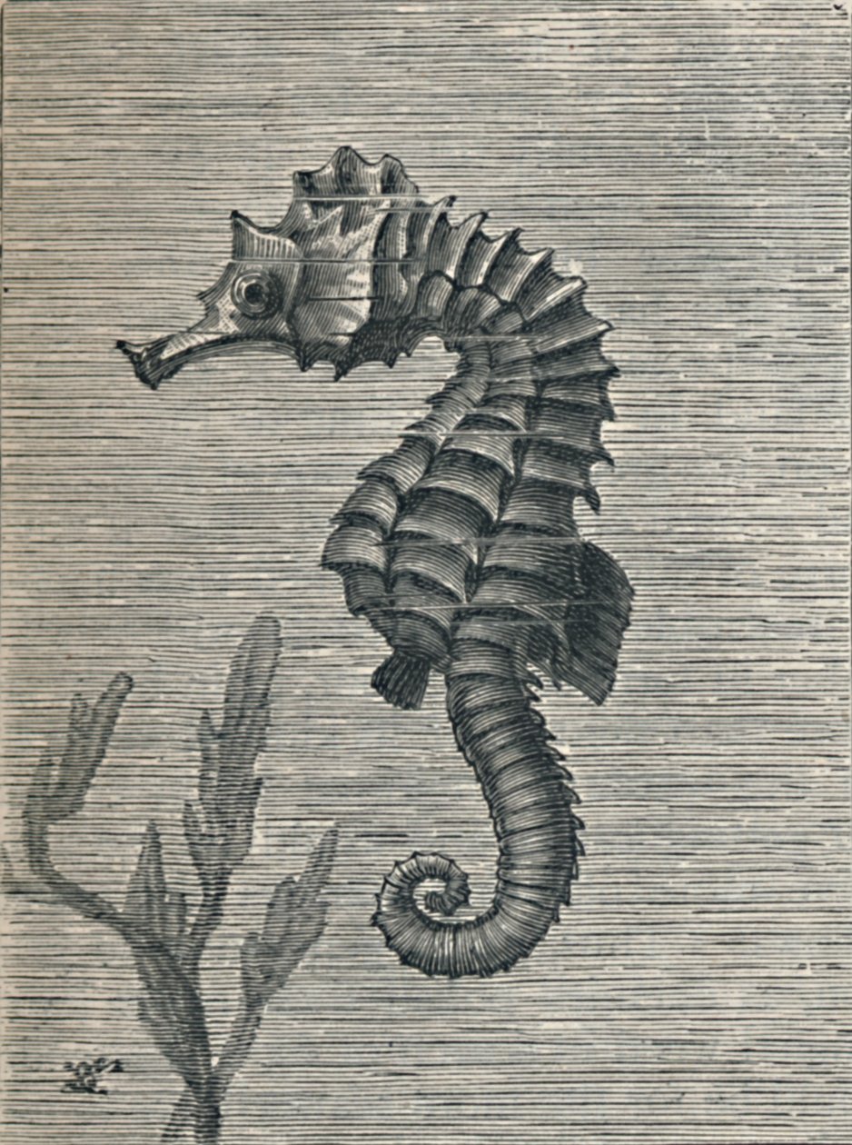 „Konik morski, nie przebrany, statecznie pływający”, c1900, 1910 autorstwa Fred Enock