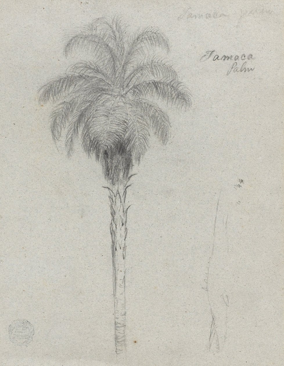 Szkic botaniczny przedstawiający dwa widoki palmy Tamaca autorstwa Frederic Edwin Church
