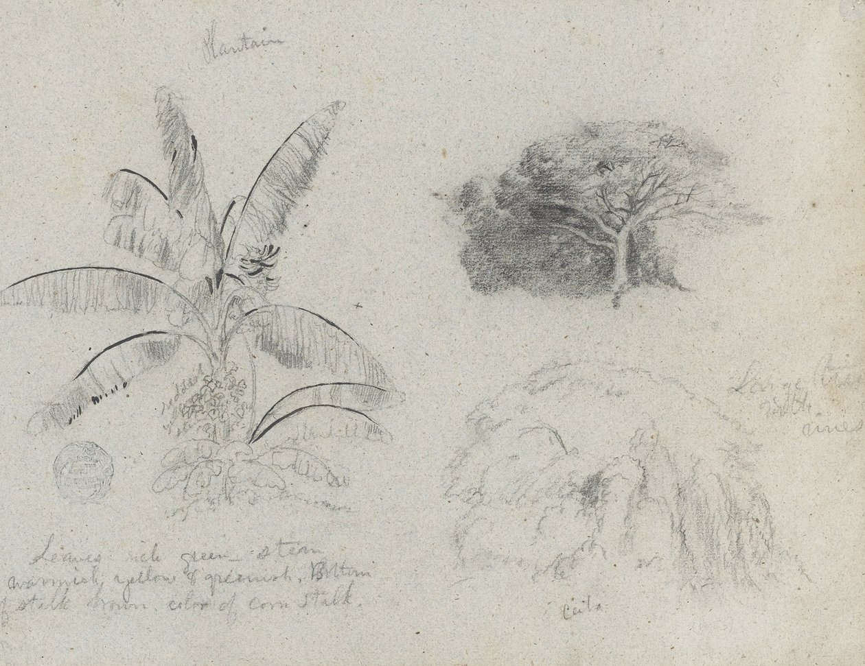 Szkice botaniczne, Ameryka Południowa autorstwa Frederic Edwin Church
