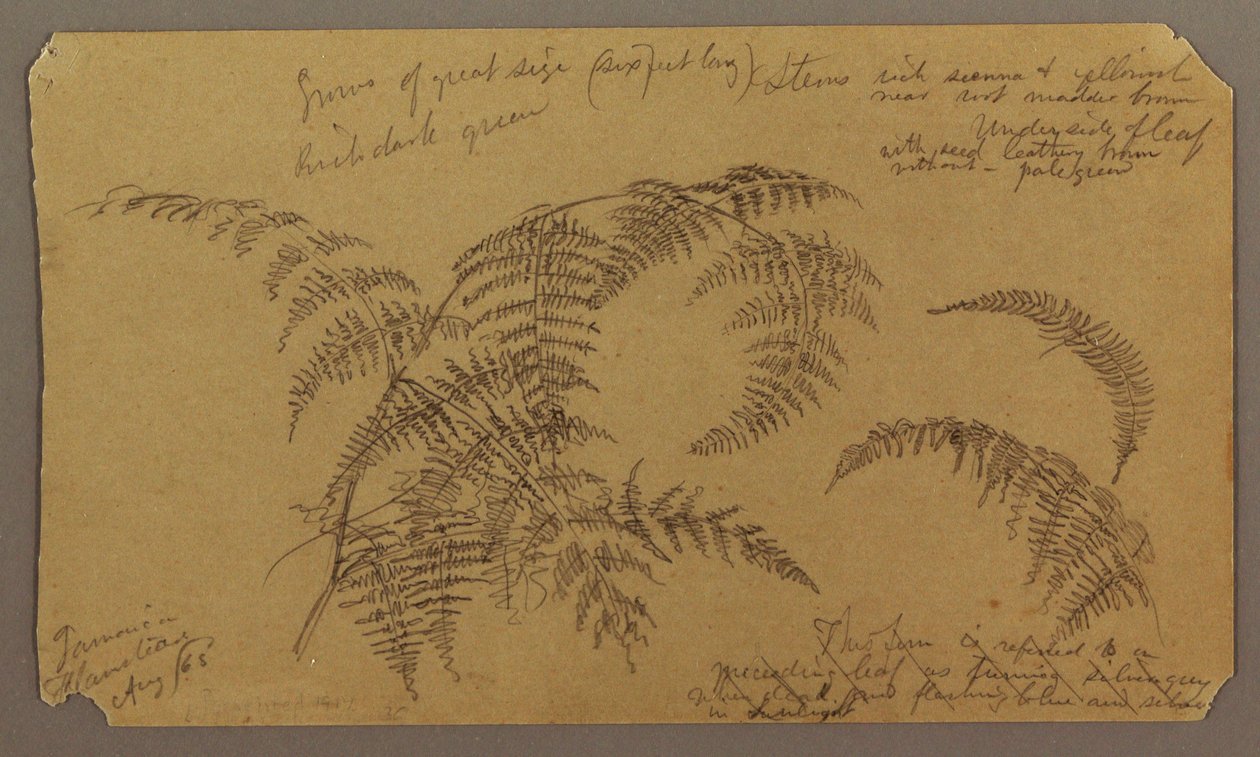 Rysunek, Szkice botaniczne, sierpień 1865 autorstwa Frederic Edwin Church