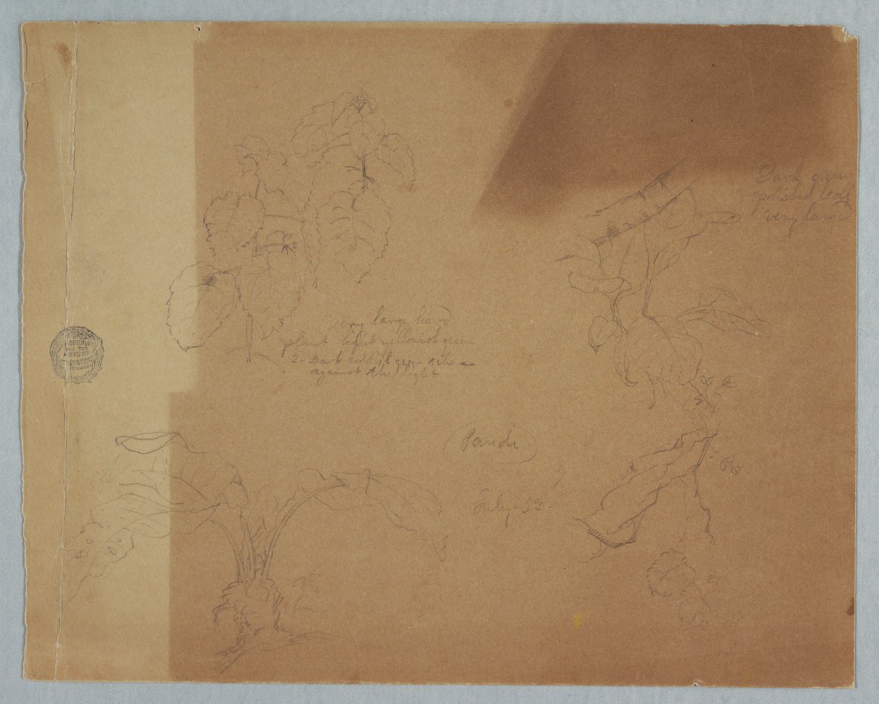 Rysunek, szkice botaniczne, prawdopodobnie Coleus, Pandi, Kolumbia, lipiec 1853 autorstwa Frederic Edwin Church