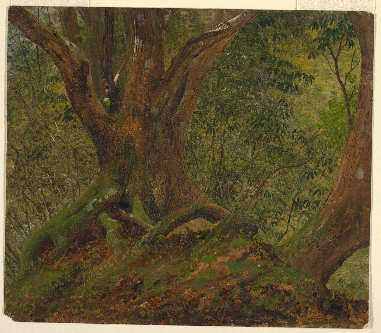W lesie, Jamajka autorstwa Frederic Edwin Church