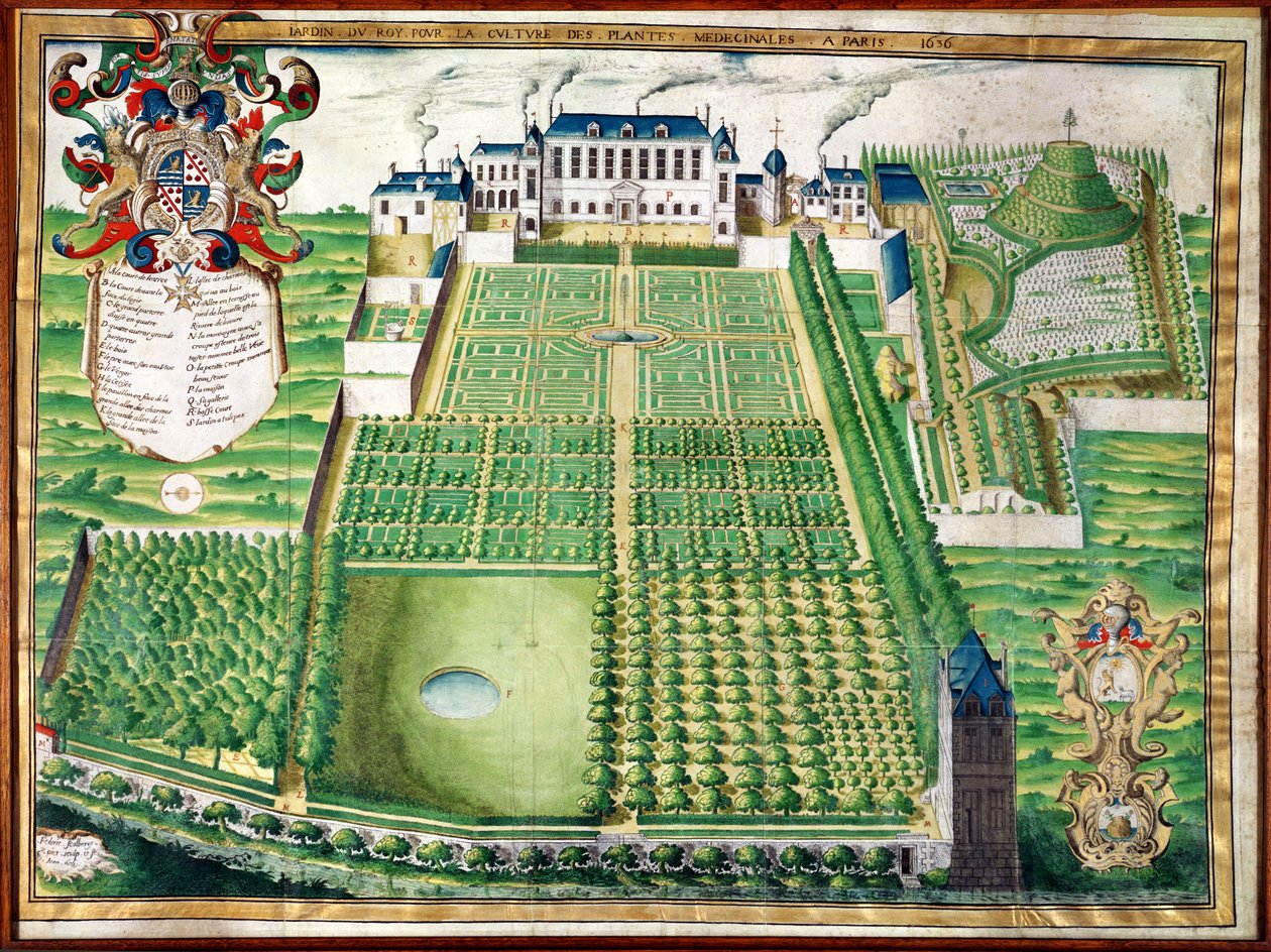 Królewski Ogród Roślin Leczniczych, 1636 (rycina na welinie) autorstwa Frederic Scalberge