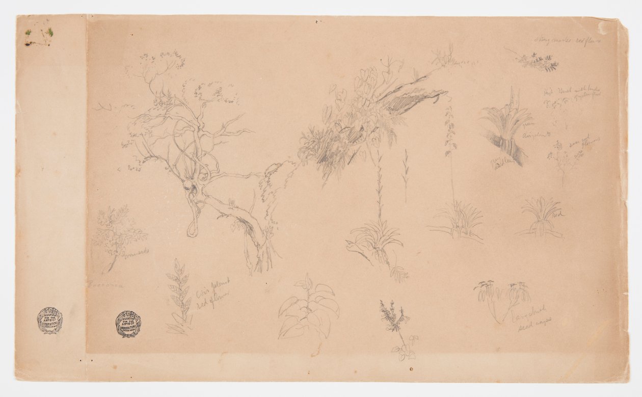 Grupa trzynastu studiów botanicznych z Kolumbii lub Ekwadoru autorstwa Frederic Edwin Church