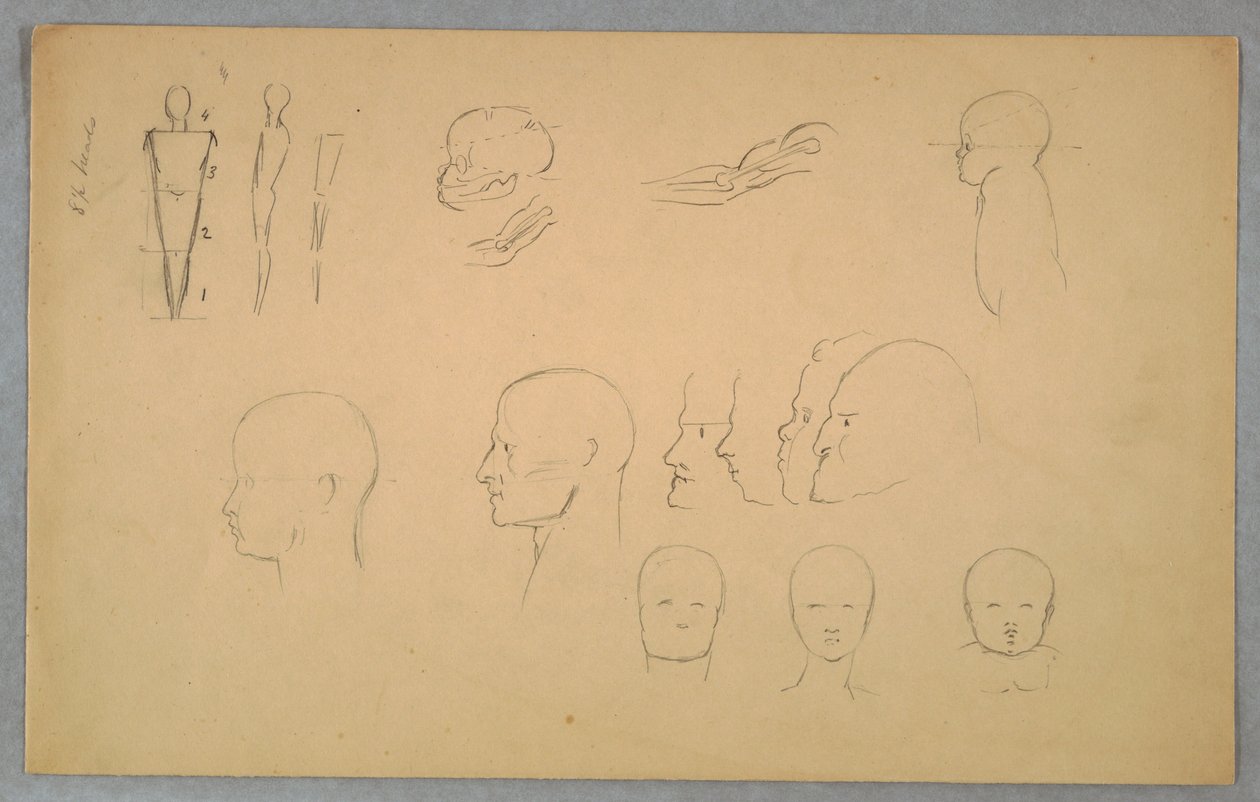 Studia anatomiczne autorstwa Frederic Edwin Church