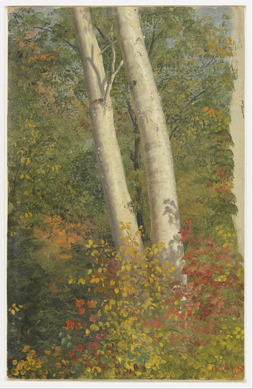 Brzozy jesienią autorstwa Frederic Edwin Church