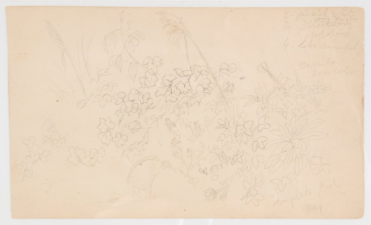 Szkice botaniczne autorstwa Frederic Edwin Church