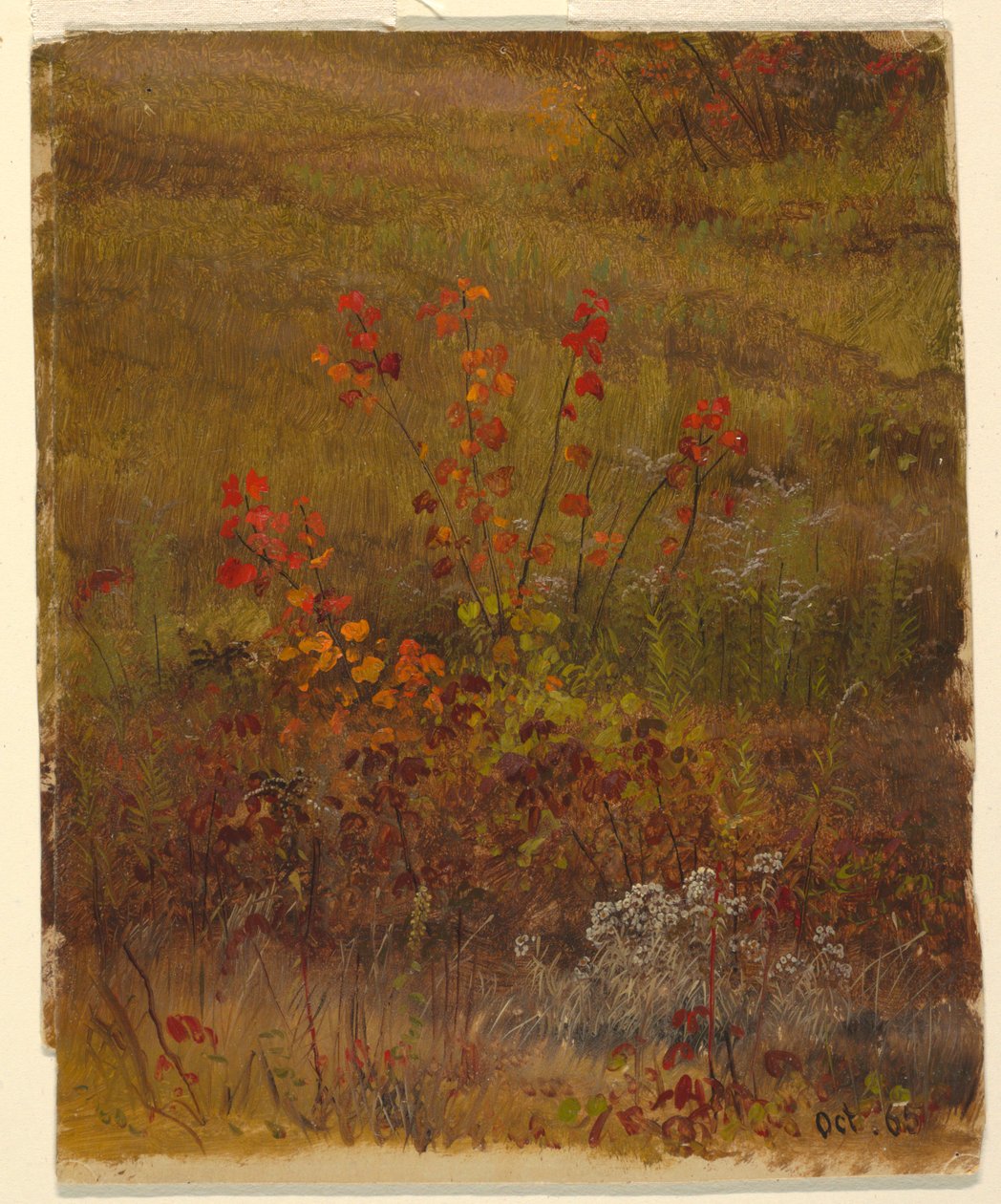 Studia botaniczne autorstwa Frederic Edwin Church