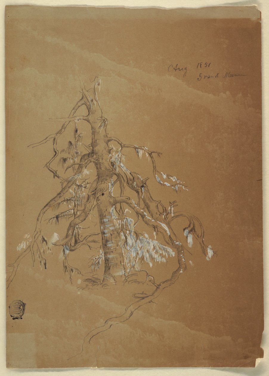 Rysunek, Gnarled Evergreen, Grand Manan, Kanada, sierpień 1851 r. autorstwa Frederic Edwin Church
