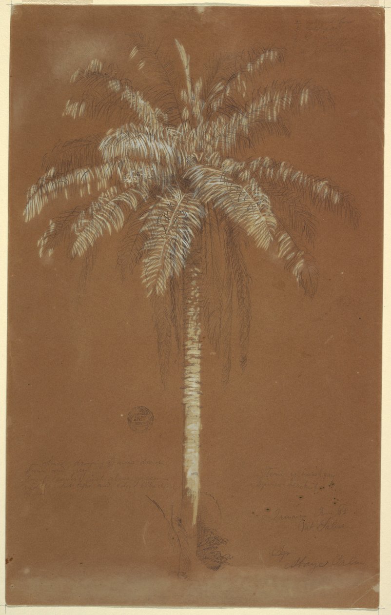 Rysunek, palma Abaye, Mt. Salus, Jamajka, czerwiec 1865 r. autorstwa Frederic Edwin Church