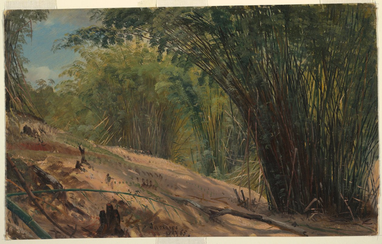Rysunek, Bambusowy gaj, Jamajka, 1865 r. autorstwa Frederic Edwin Church