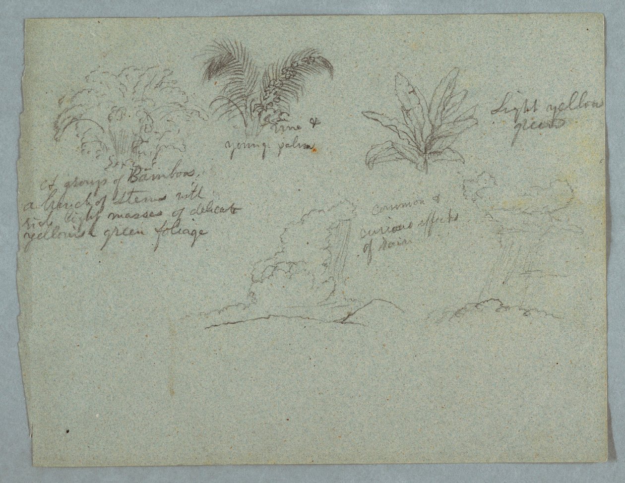 Rysunek, bambusy, winorośl i młoda palma, roślina i dwie sceny deszczu spadającego z chmur nad wzgórzami, Rio Magdalena, Kolumbia, 1853, prawdopodobnie maj autorstwa Frederic Edwin Church