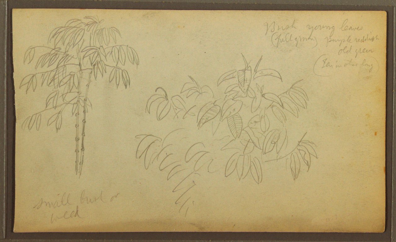 Rysunek, Szkice botaniczne, 1857 r. autorstwa Frederic Edwin Church