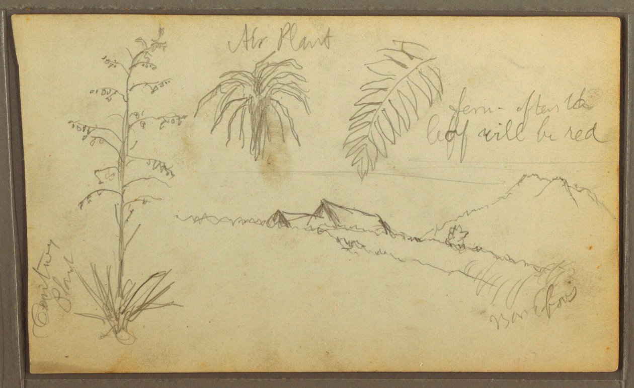 Rysunek, Szkice botaniczne, 1857 r. autorstwa Frederic Edwin Church