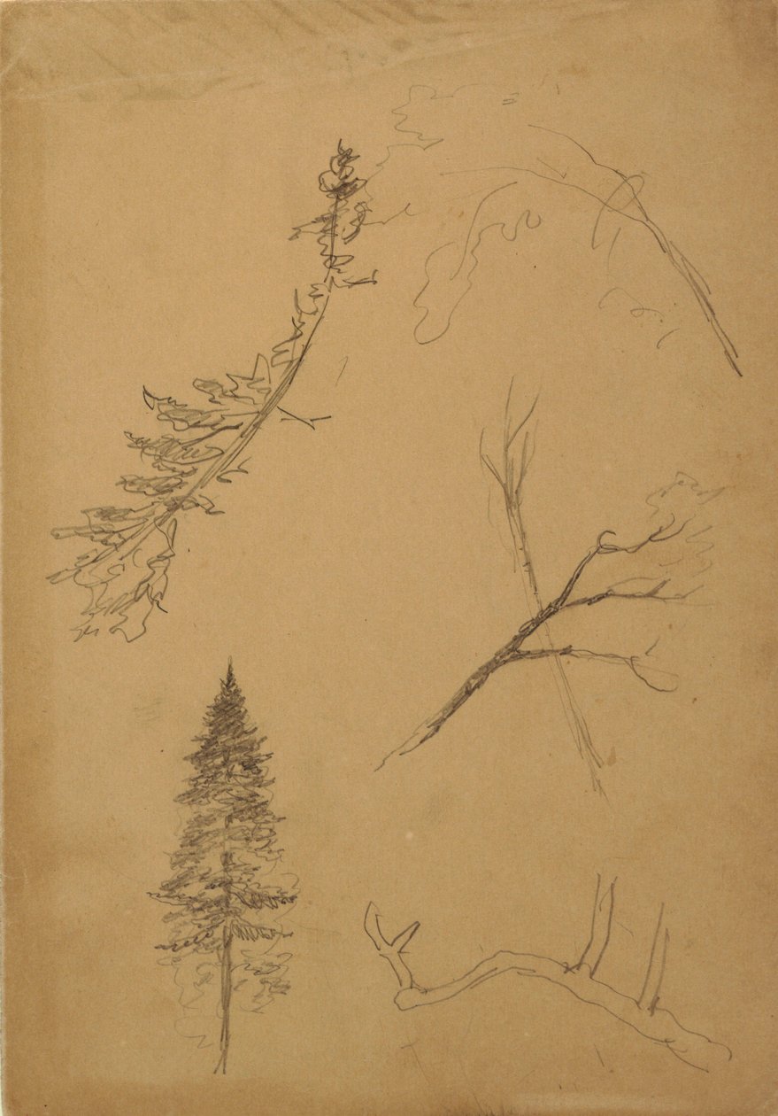 Rysunek, Szkice botaniczne, 1888 r. autorstwa Frederic Edwin Church