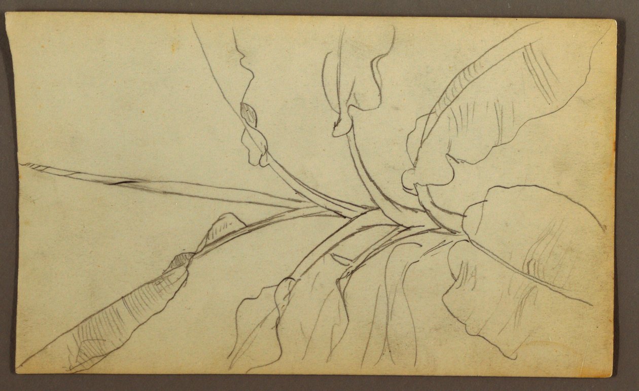 Rysunek, Szkice botaniczne, Ekwador lub Kolumbia; Verso: Szkice botaniczne, 1857 r. autorstwa Frederic Edwin Church