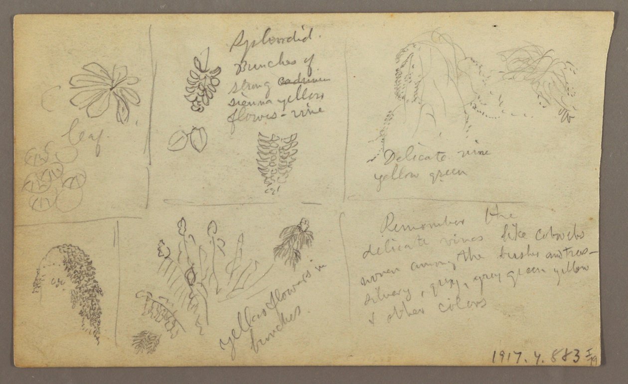 Rysunek, Szkice botaniczne, Ekwador lub Kolumbia; Verso: Szkice botaniczne, 1857 r. autorstwa Frederic Edwin Church