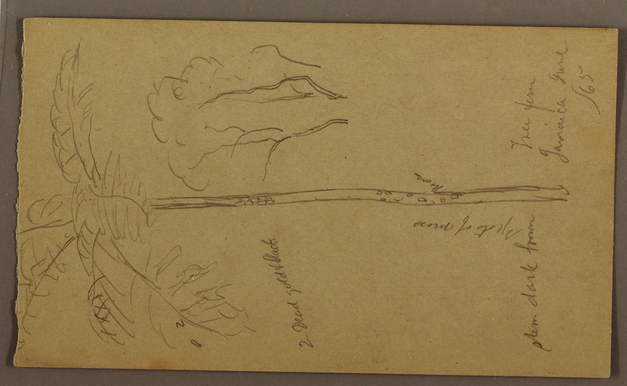 Rysunek, Szkice botaniczne, czerwiec 1865 r. autorstwa Frederic Edwin Church