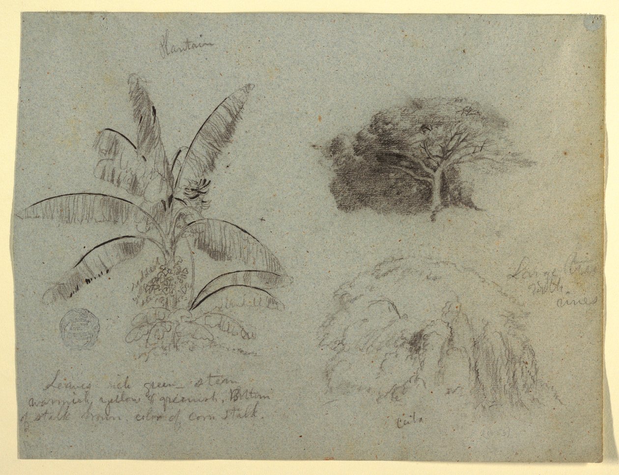 Rysunek, Szkice botaniczne, Ameryka Południowa, maj 1853  autorstwa Frederic Edwin Church