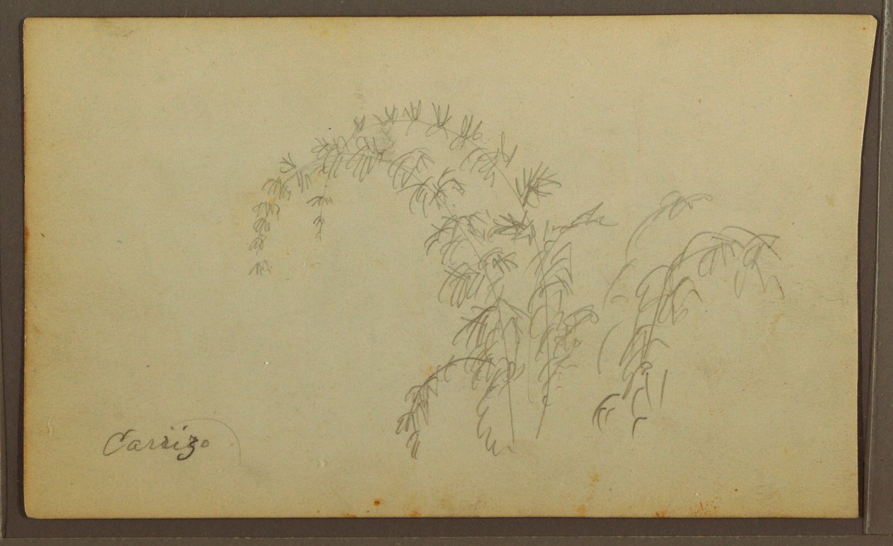Rysunek, Szkice botaniczne; Verso: Szkice botaniczne, 1857 r. autorstwa Frederic Edwin Church