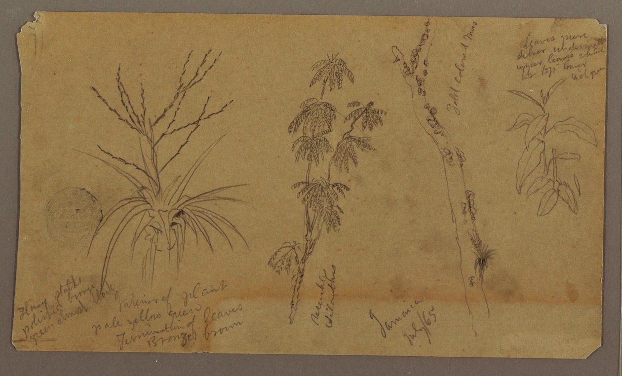 Rysunek, Szkice botaniczne; Verso: Chmury, lipiec 1865 r. autorstwa Frederic Edwin Church