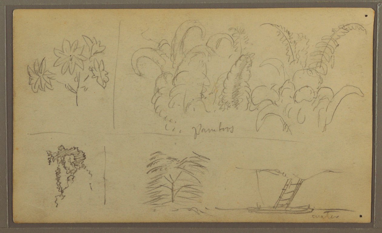 Rysunek, Szkice botaniczne; Verso: Jaszczurka, Palma, 1857 autorstwa Frederic Edwin Church