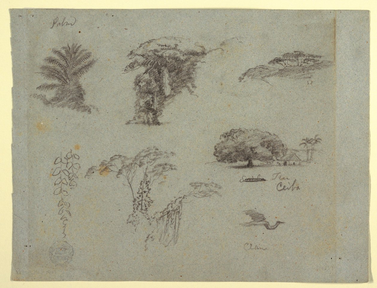 Rysunek, Szkice botaniczne z Ameryki Południowej: palma, grupy drzew, zwisające gałązki, duże drzewo obok domu i lecący żuraw, 1853, prawdopodobnie maj autorstwa Frederic Edwin Church