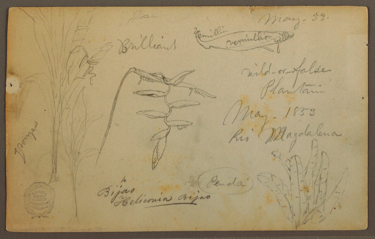 Rysunek, Szkice botaniczne z Rio Magalena, Kolumbia, maj 1853 r. autorstwa Frederic Edwin Church