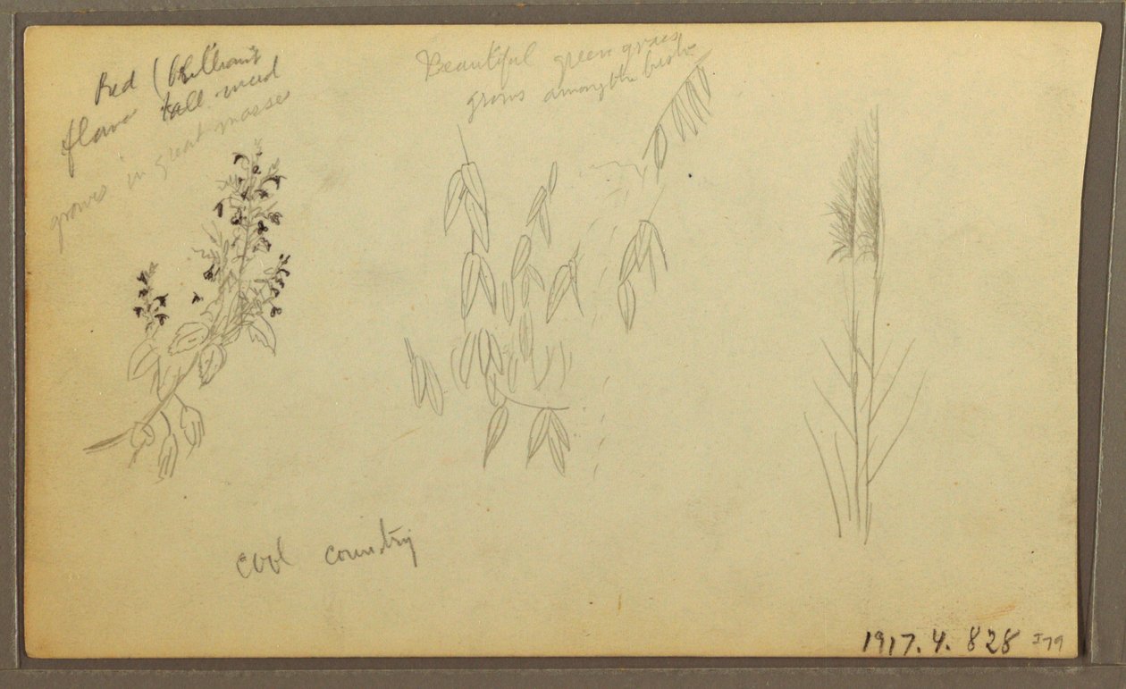Rysunek, szkice botaniczne, dom; szkice botaniczne, 1857 r. autorstwa Frederic Edwin Church