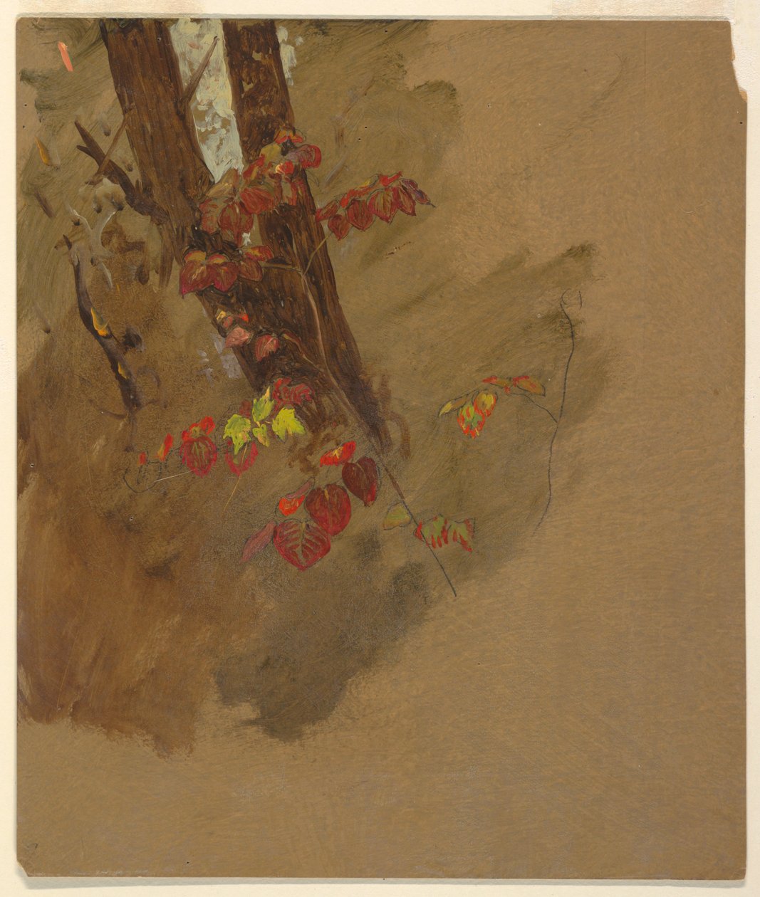 Rysunek, studia botaniczne, 1860-70 autorstwa Frederic Edwin Church
