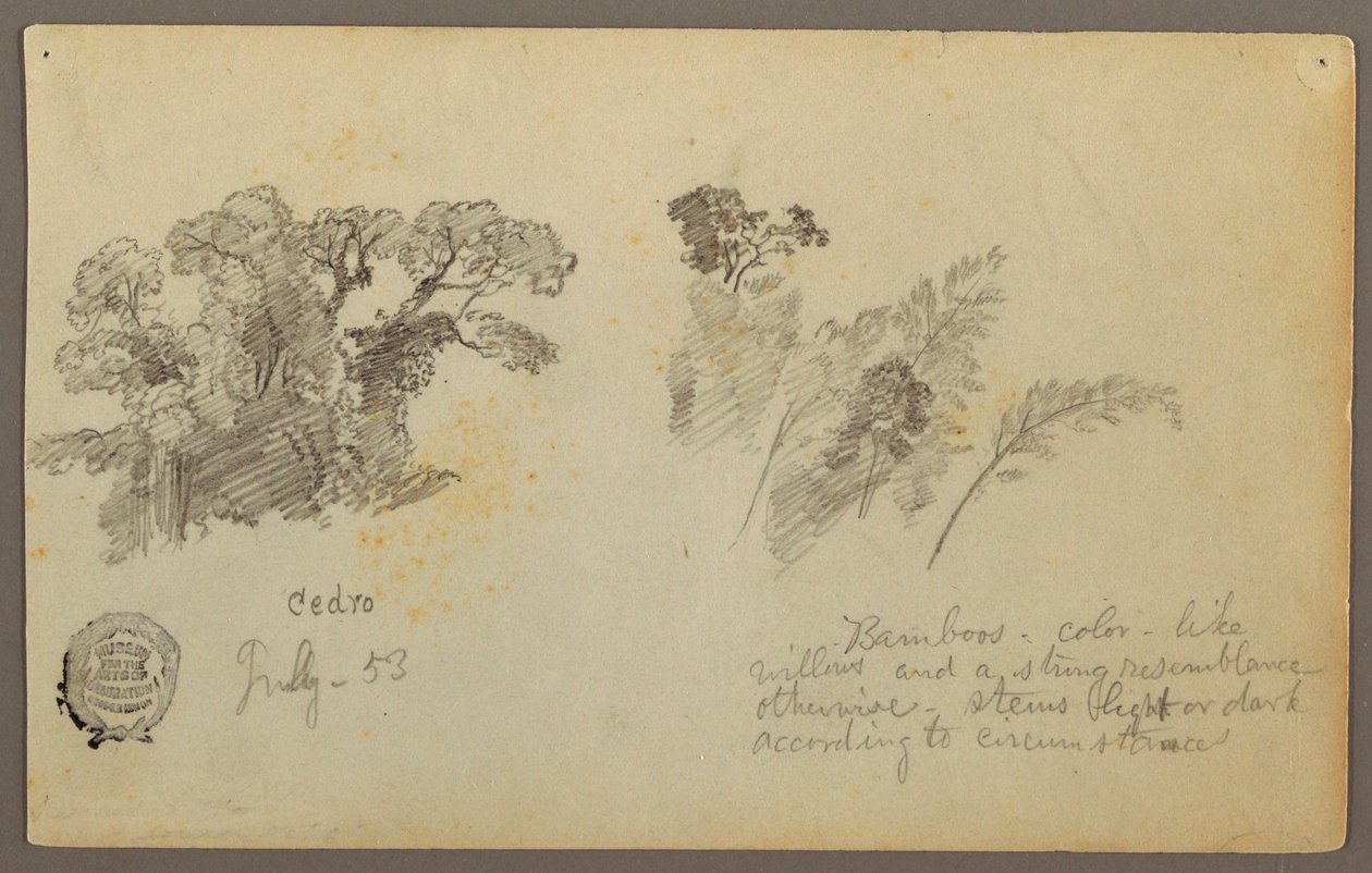 Rysunek, Studia botaniczne z Kolumbii, lipiec 1853 r. autorstwa Frederic Edwin Church