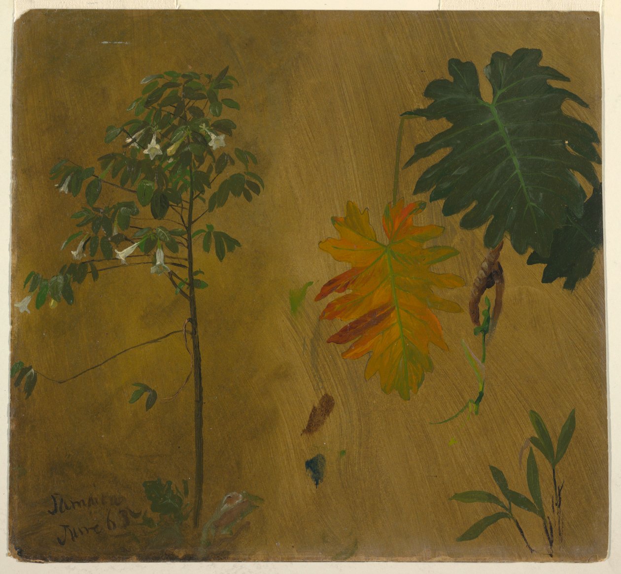 Rysunek, Badania botaniczne z Jamajki, Indie Zachodnie, czerwiec 1865 r. autorstwa Frederic Edwin Church