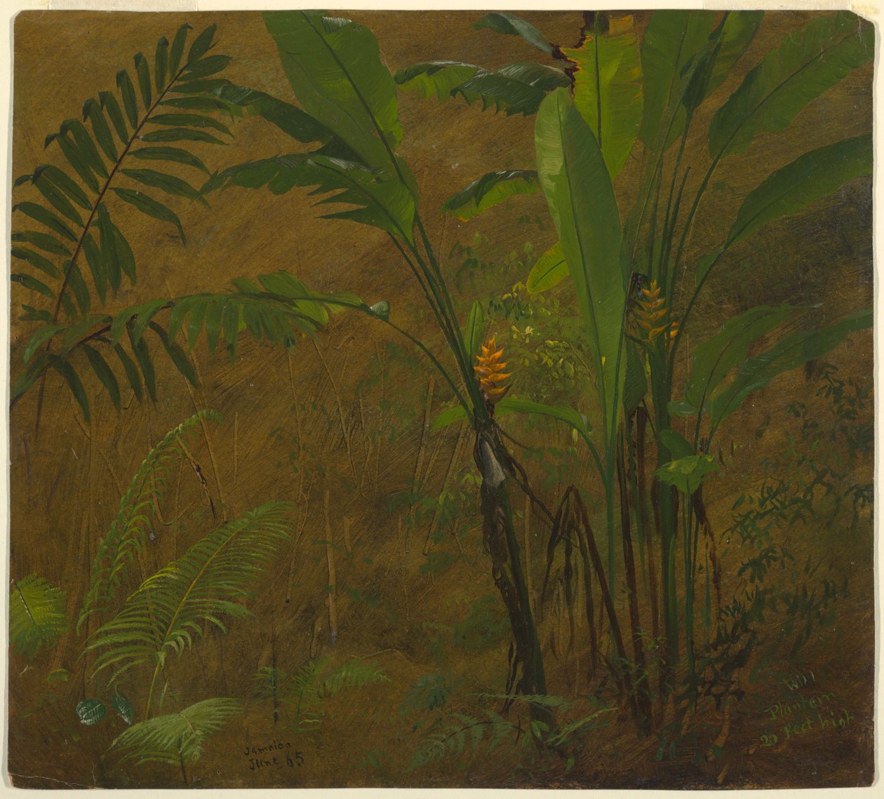 Rysunek, Badania botaniczne z Jamajki, Indie Zachodnie, czerwiec 1887 r. autorstwa Frederic Edwin Church