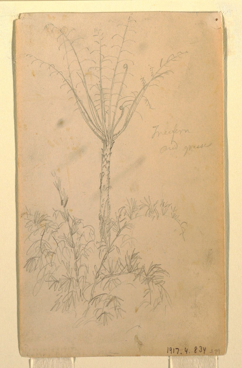Rysunek, badania botaniczne drzewa, maj-czerwiec 1857 r. autorstwa Frederic Edwin Church