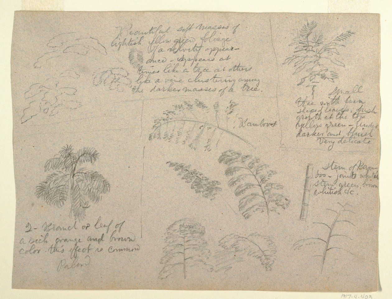Rysunek, Studia botaniczne widziane z Rio Magdalena, Kolumbia, 1853 r. autorstwa Frederic Edwin Church