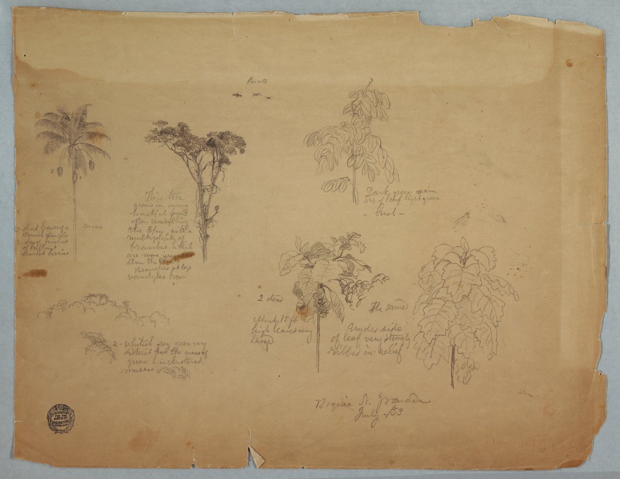 Rysunek, Studia botaniczne z latającymi papugami, Boquia, Kolumbia, lipiec 1853 r. autorstwa Frederic Edwin Church