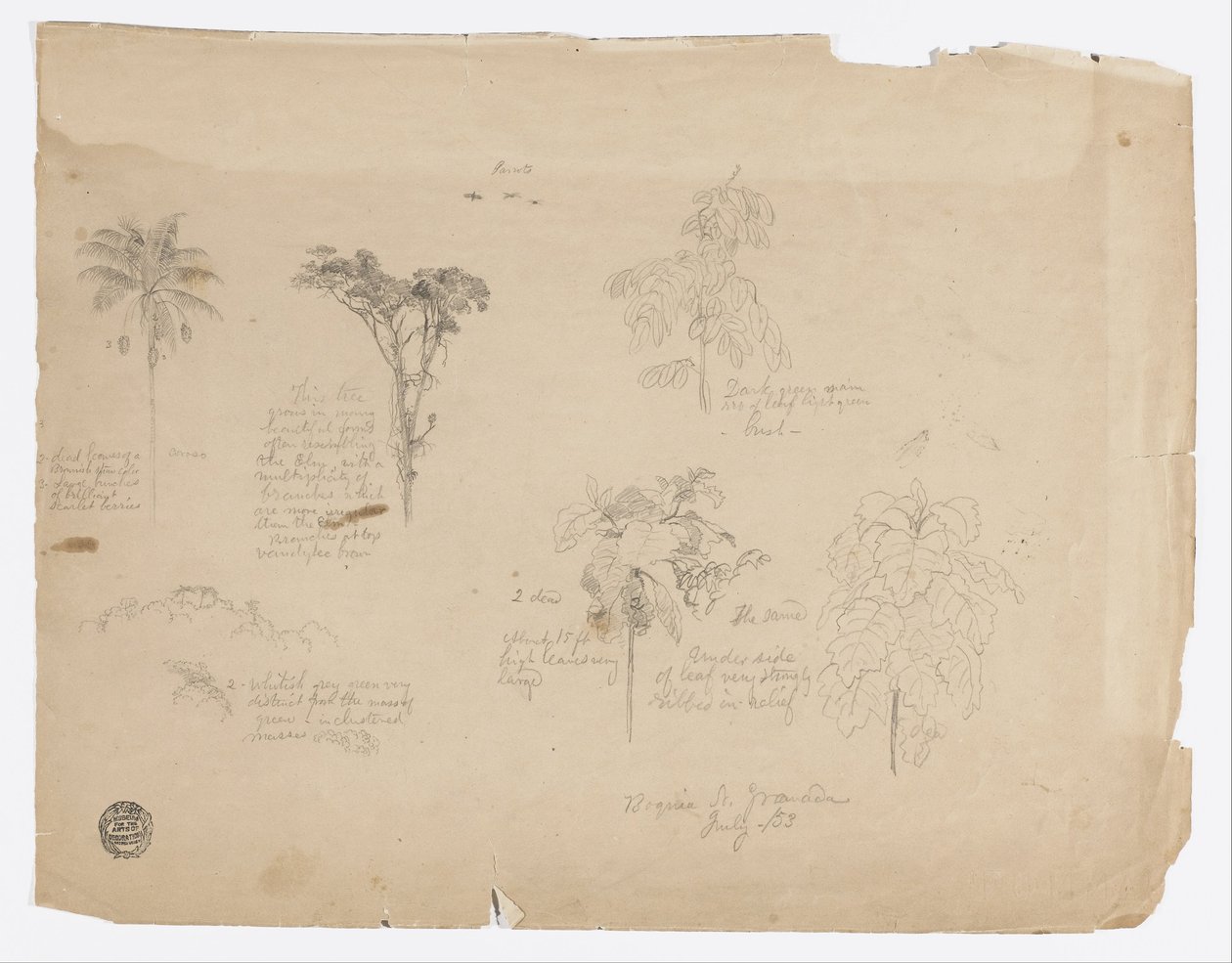 Rysunek.  Szkice botaniczne z Kolumbii. autorstwa Frederic Edwin Church