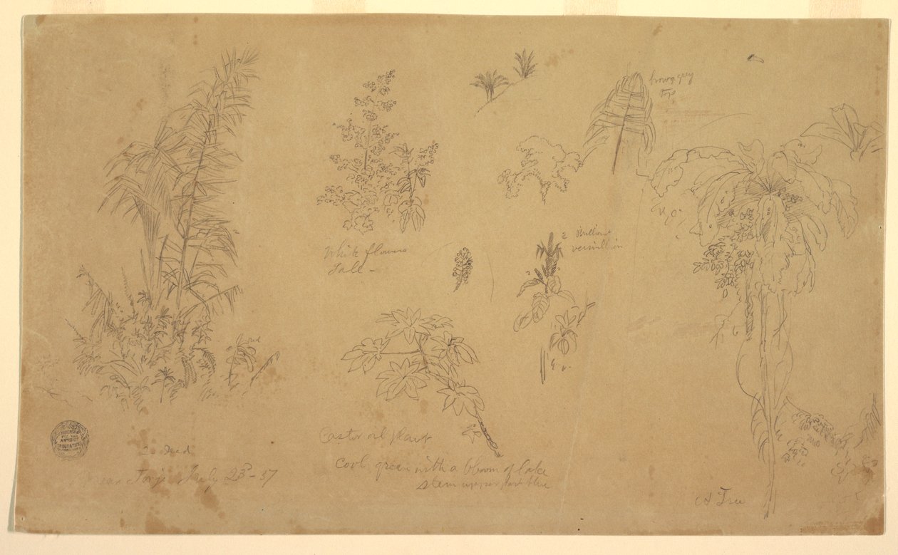 Rysunek, Szkice botaniczne, "w pobliżu Jorje", 23 lipca 1857 r. autorstwa Frederic Edwin Church