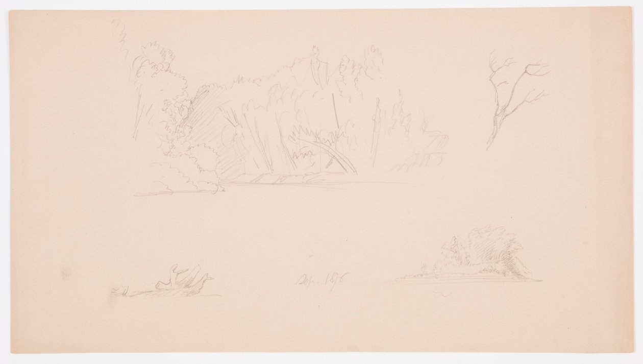 Rysunek, Szkice botaniczne: drzewo, drzewa na brzegu, wrzesień 1876 r. autorstwa Frederic Edwin Church