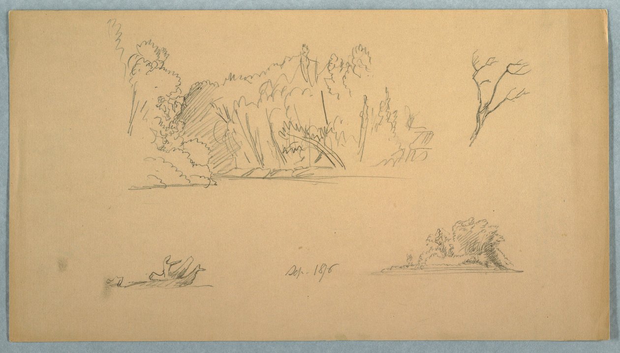 Rysunek, Szkice botaniczne: drzewo, drzewa na brzegu, wrzesień 1876 r. autorstwa Frederic Edwin Church