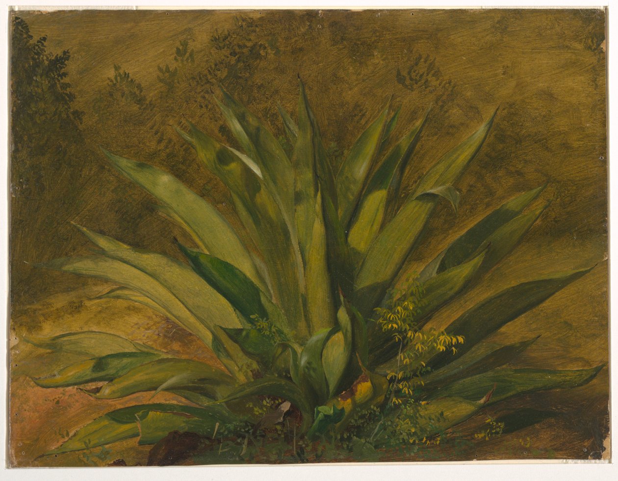 Rysunek, studium botaniczne, 1865-66 autorstwa Frederic Edwin Church
