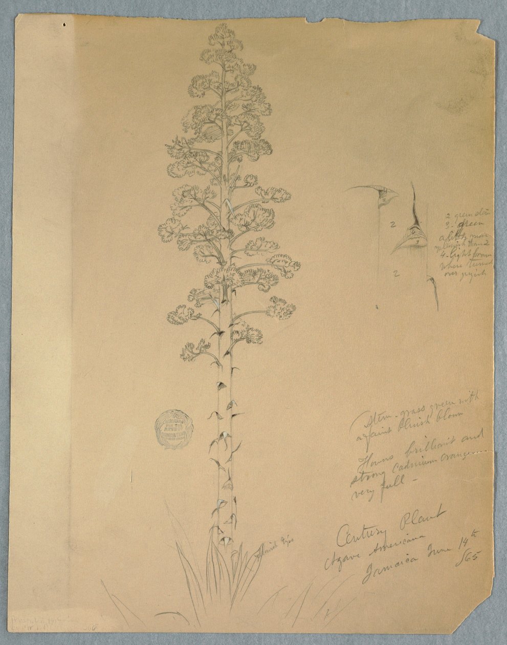 Rysunek, Roślina stulecia, Agave Americana, Jamajka, 14 czerwca 1865 r. autorstwa Frederic Edwin Church