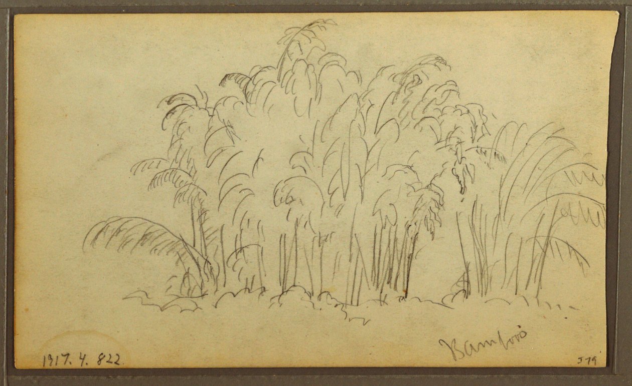 Rysunek, Krowy w krajobrazie; Verso: Bambus, 1857 autorstwa Frederic Edwin Church