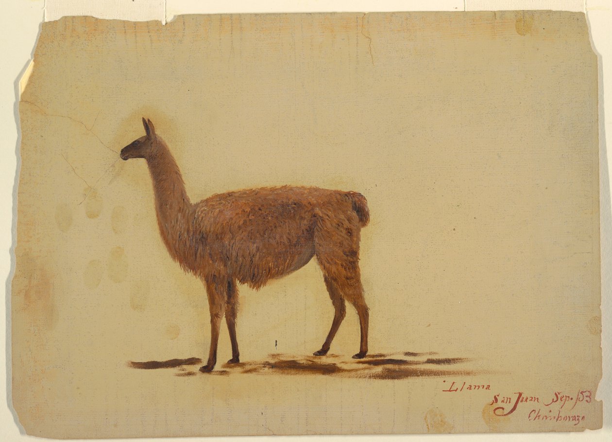 Rysunek, Ekwador, San Juan (Chimborazo), lama, wrzesień 1853 r. autorstwa Frederic Edwin Church